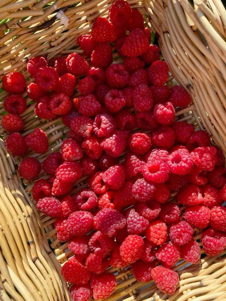 Season's Harvest Exotic Fruit Variety Crate
